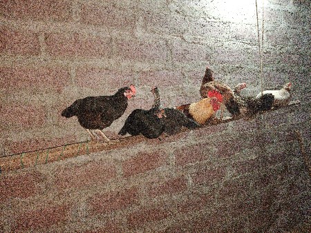 દેશી કૂકડા 
1 કૂકડો.  9 કૂકડી 1