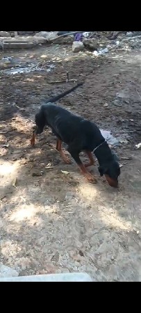 ડોબરમેન