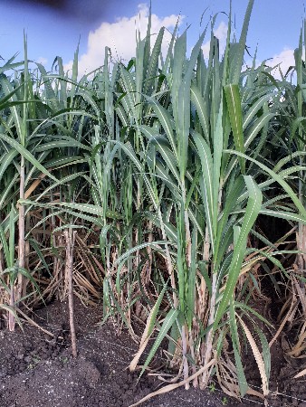 શેરડી વેચવાની છે