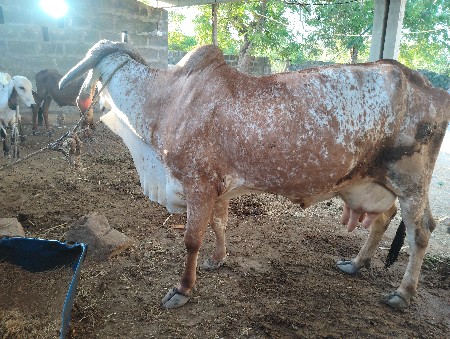 ગીર ગાય વેચવાની છે