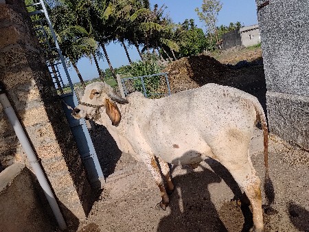 ગીર હોડકી વસવાની  છે