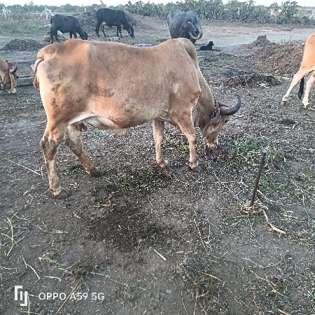 થંબનેલ 3