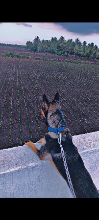 જર્મન શેફર્ડ કુતરી વેચવાની છે