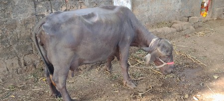 દોઢ મહિના ની વેગલ પારુલ નથી