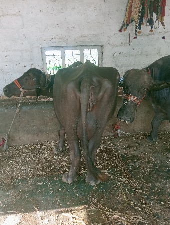 ભેંશ વેશવાની છે