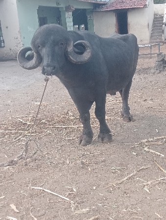 પાડો વેચવાનો છે