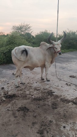 વેચવા ના છે