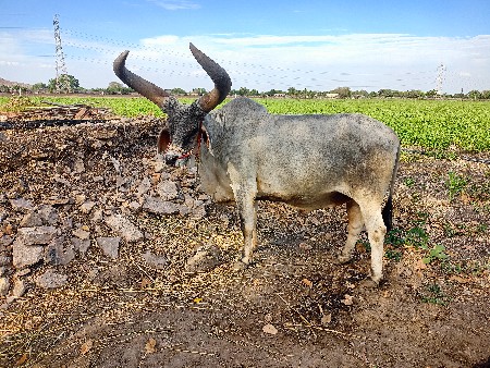 બડદ વેચવાના છે..ચારથિ પાંચ ધરના