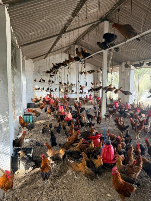 દેસી સોનાલી મરઘાં અને મરઘી