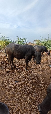 ભેંસ વેચવાની છે