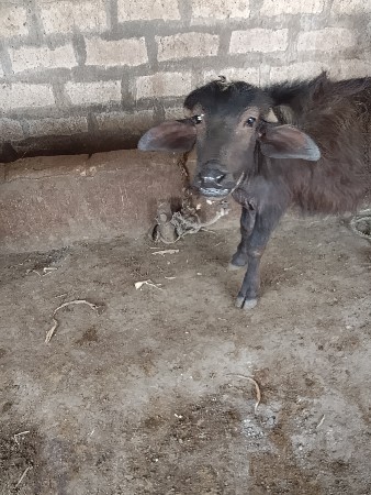 થંબનેલ 2