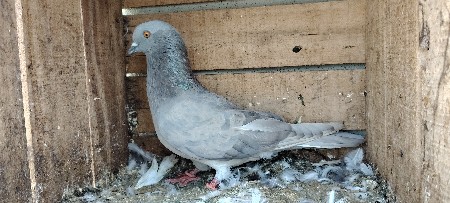 મળી ફોર સેલ