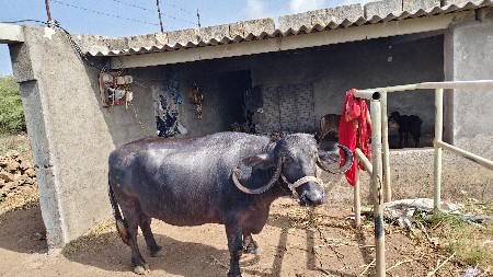 ભેંસ વેચવાની છે