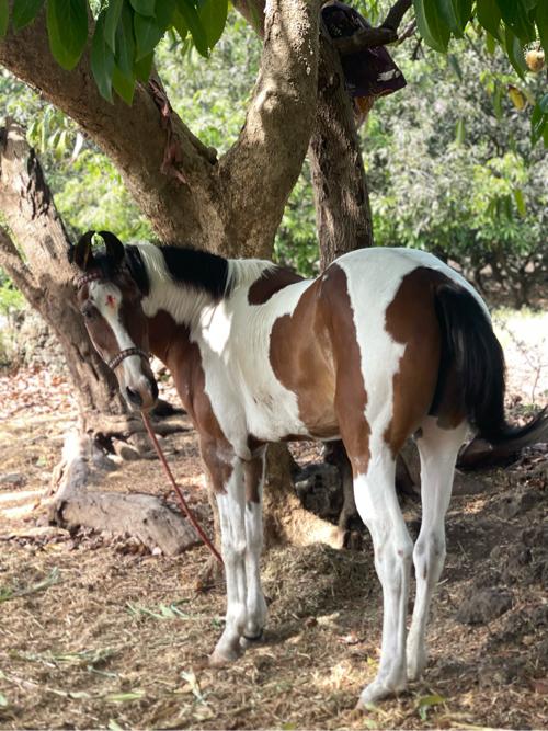 ધોડી વેસવાની છે સાલુ ફુલેકાની છે રમે છે