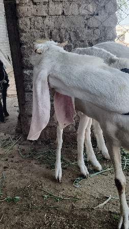 थंबनेल 3