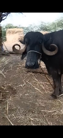 bhes vesavani se 3 vetar