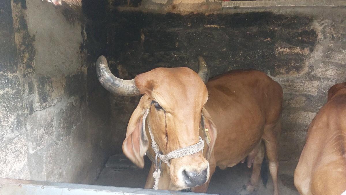 थंबनेल 2