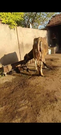 જર્સી ઓડકી વેચવા ની છે