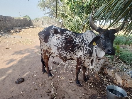 थंबनेल 3