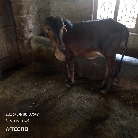 વાછડી ફીમા દેવાની છે