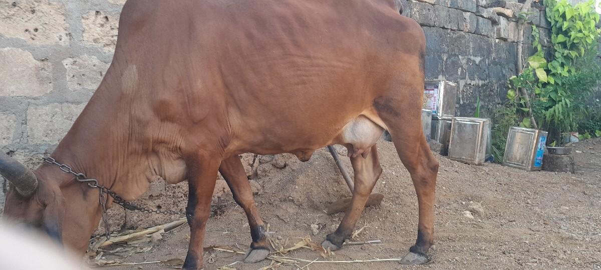 थंबनेल 3