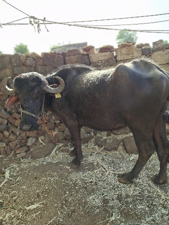 थंबनेल 3