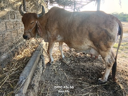 ગાય વેચવાનીછે