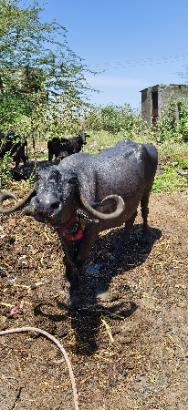 ભેંશ વેચવાની છે