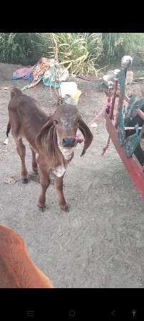 ગાય વેચવાની છે
