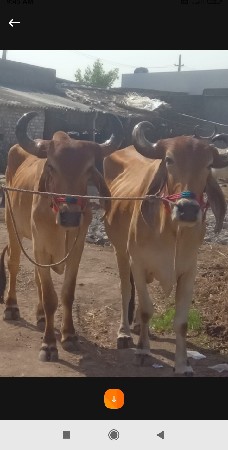 બળદ વેચવાના છે