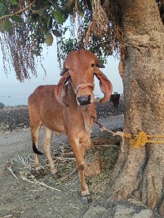 थंबनेल 3