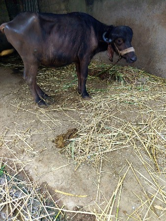 थंबनेल 3