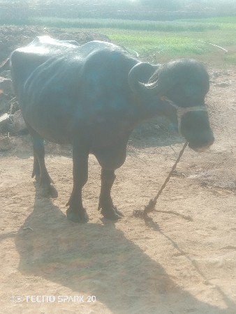 બીજું વેતર વ્યાસે