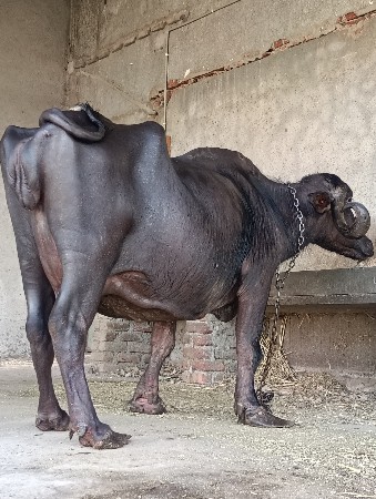 थंबनेल 2