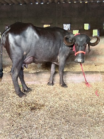 थंबनेल 3