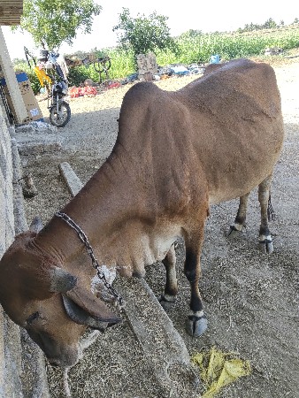 ગાય વેચવાની છે