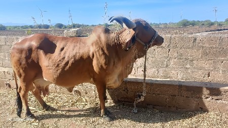 थंबनेल 3