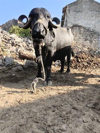 ભેંસ વેચવાની છે