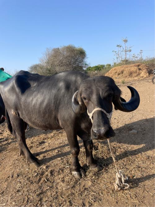 ભેંસ વેચવાની છે