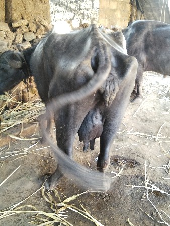 2 ભેશો બેસવાની સે