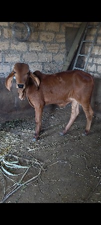 थंबनेल 4