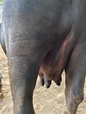 ભેંસ વેચવાની છે