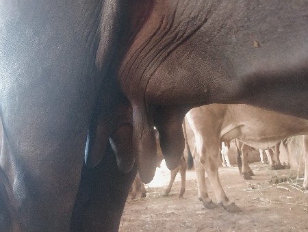 ભેંસ વેચવાની છે