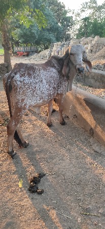 હોડકી વેચવાની છે