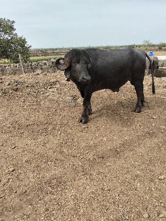 પાડો વેચવાનો છે બીજા વાળાનું છે