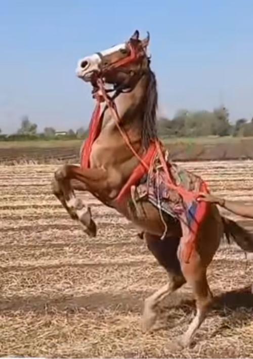 Ghodo  che 2 page chale  che sata pan karva na Ghodi chale beju kai nai