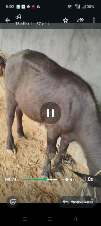 એક ખડેલી છે એક પાડી છે