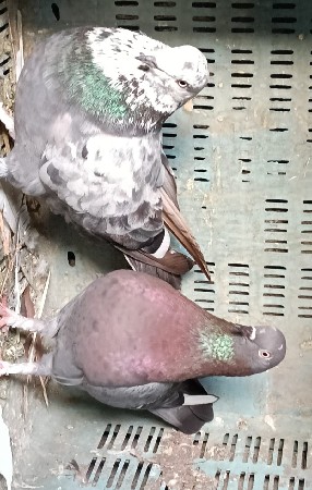 8 કબૂતર છે