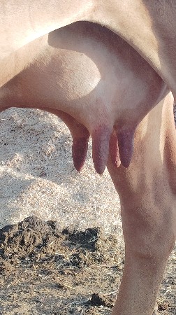 વેચવાનિસે ગાય 8849370023