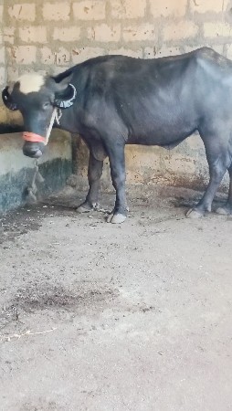 ખડાય વેચવાની છે